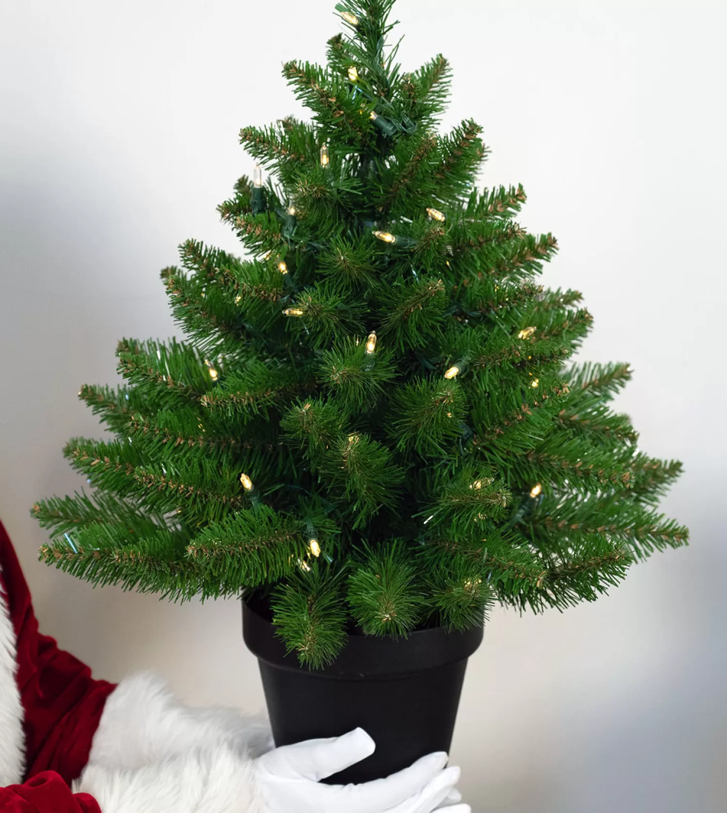 Best Sale Treetime 2' Fat Albert Spruce Potted Tree - Battery-Op Clear LED