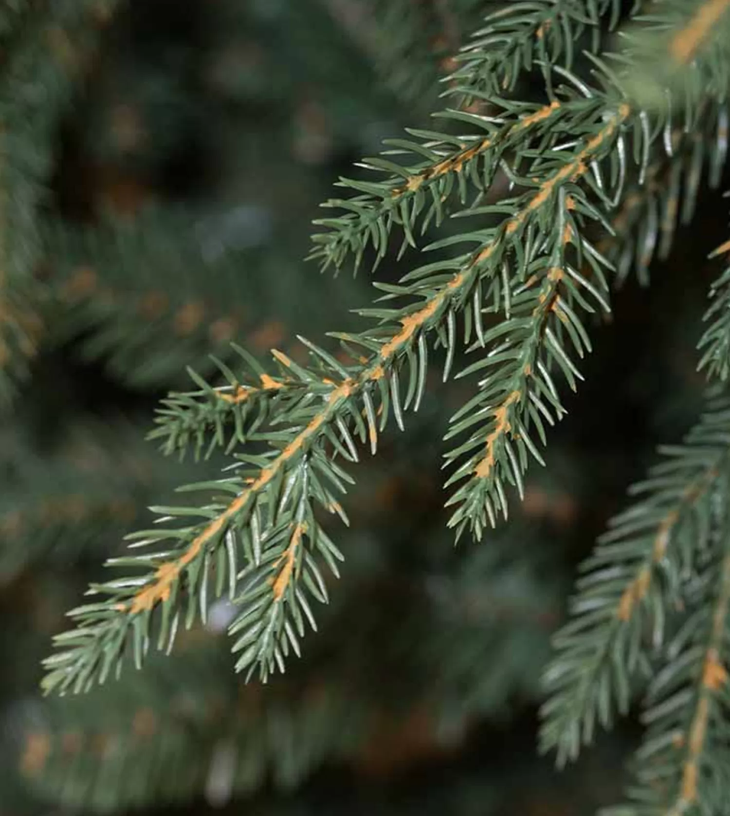 Cheap Treetime 9' Cumberland Fir Tree - ColorChange LED