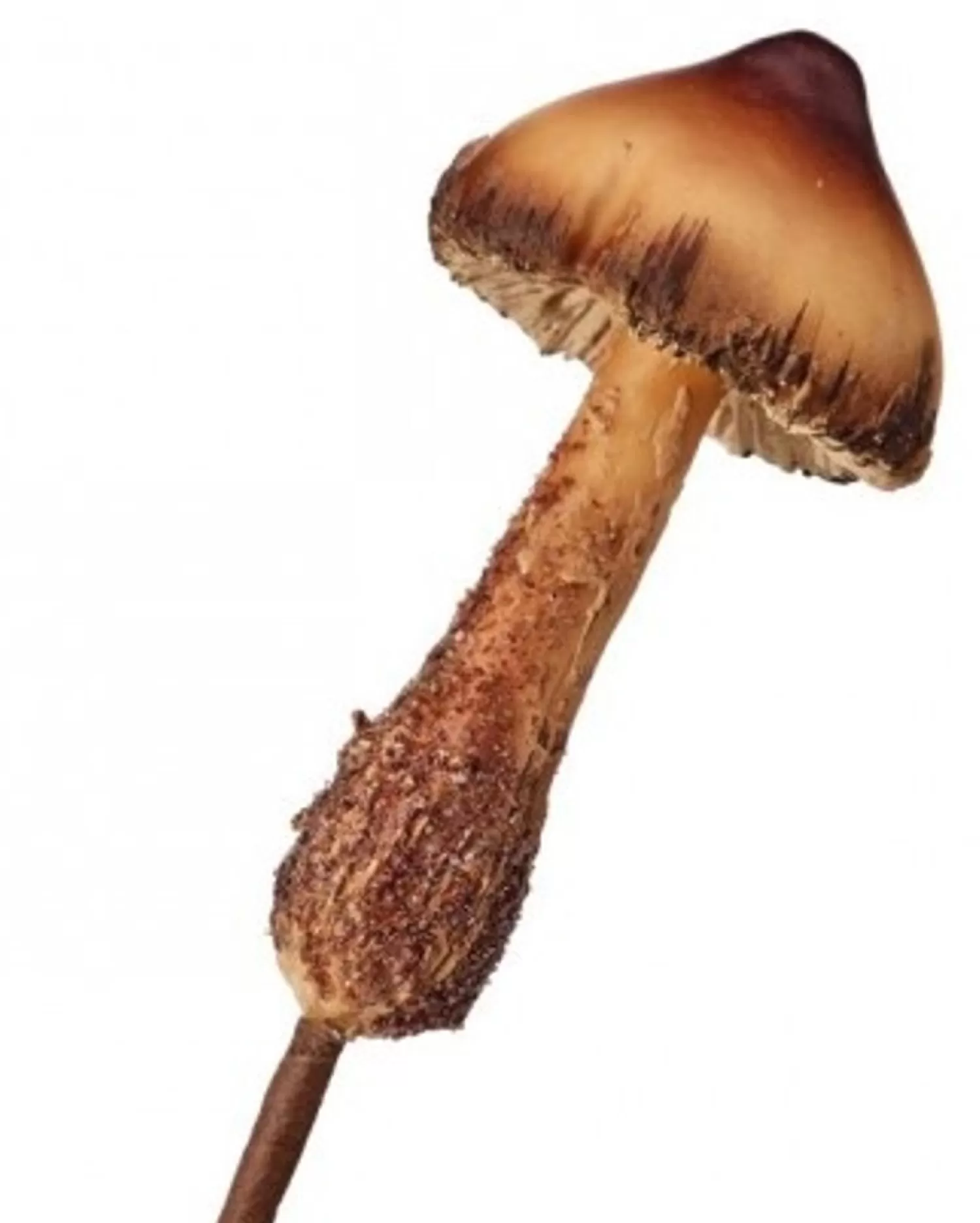 Hot Treetime Deep Forest Petite Mushroom Pick 11"