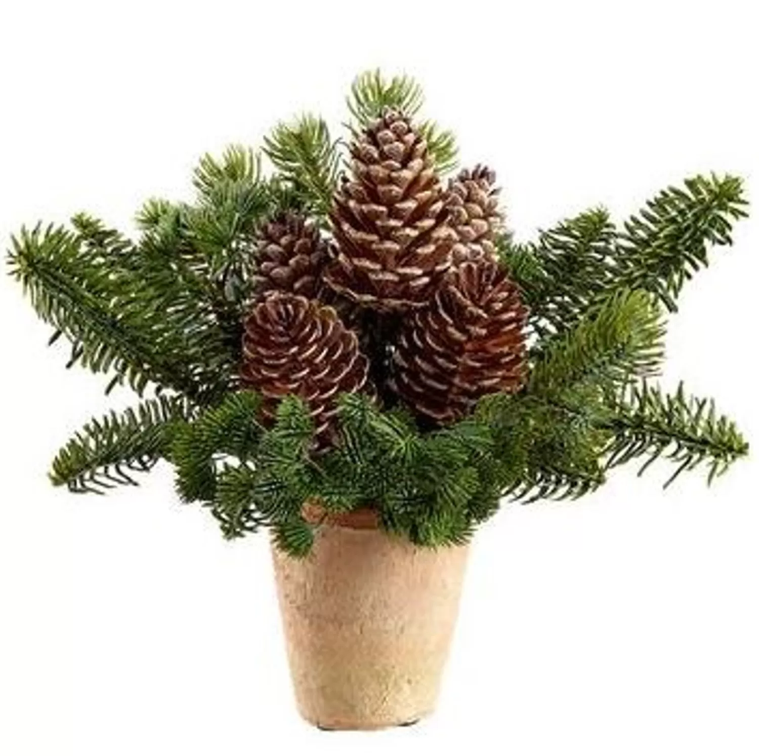 Store Treetime Pine With Cones In Terra Cotta Pot