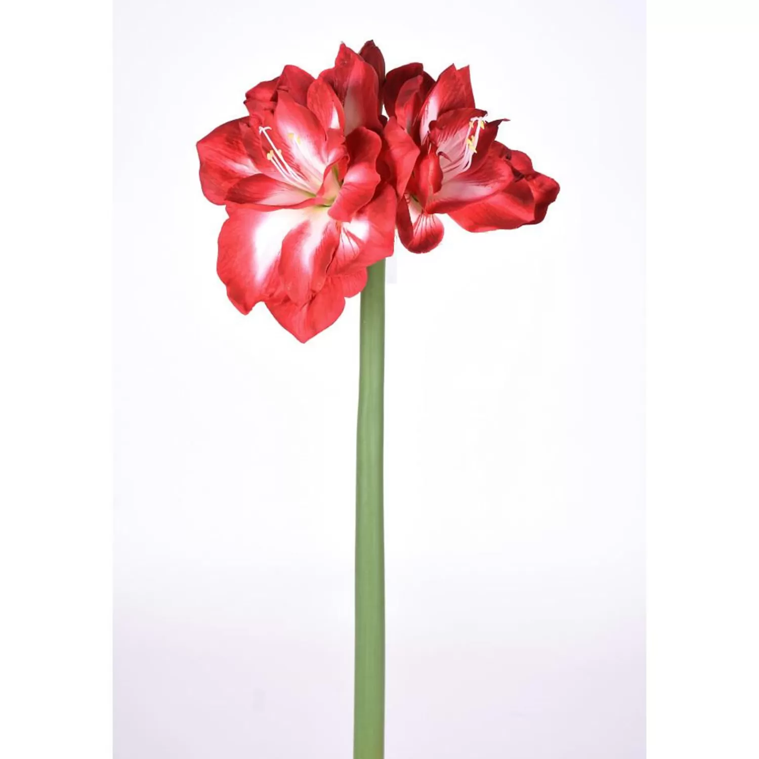 Cheap Treetime Red And White Amaryllis Stem